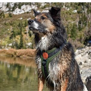 Wilderdog harness Small